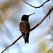 Black-chinned Hummingbird, Neals Lodge, Concan, Texas